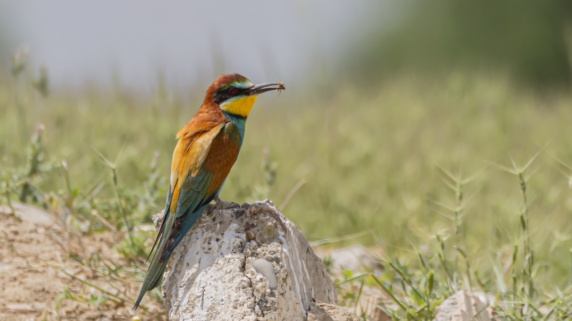 European Bee-eater
